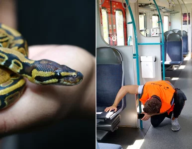 Miniatura: Nietypowa interwencja w Trójmieście. W...